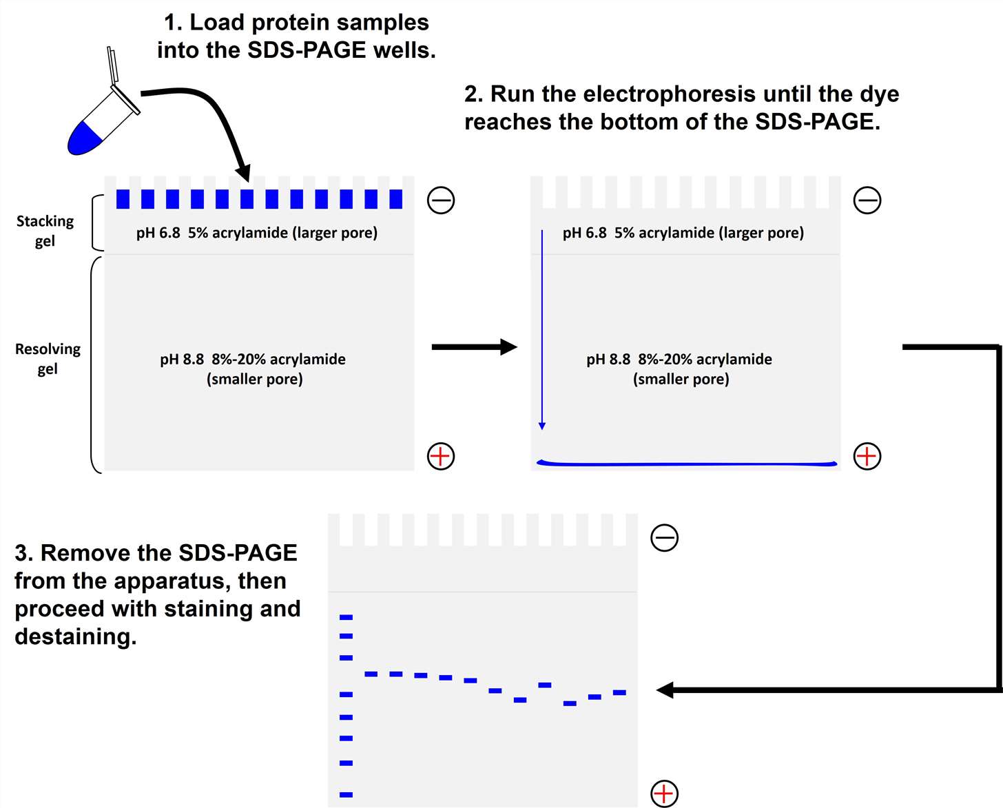 1D SDS-PAGE, IEF Service